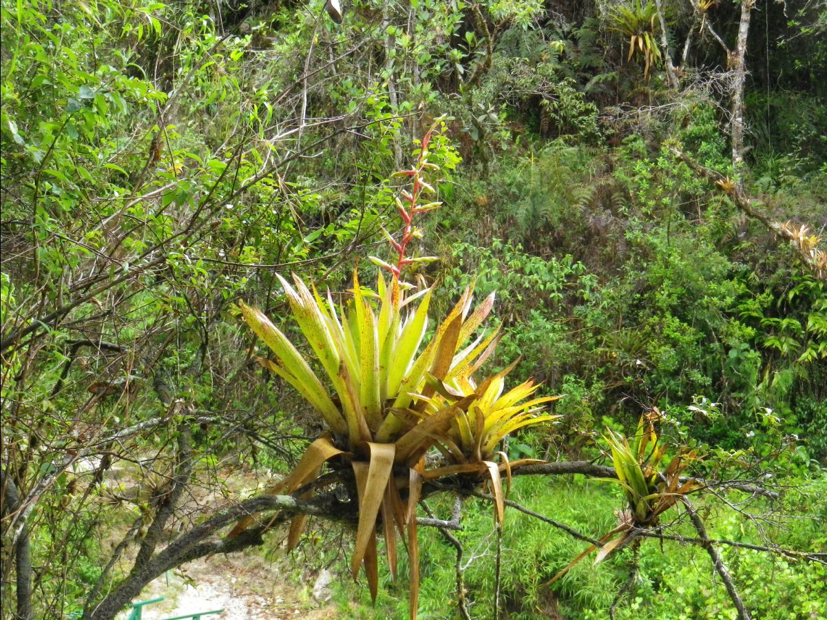 Inca Trail to Machu Picchu01